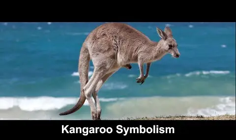 Simbolismo del canguro