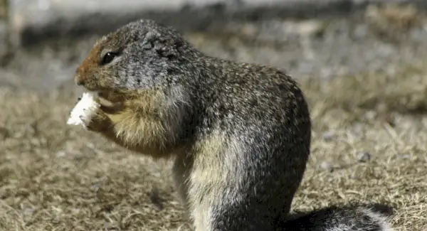 Signification du chien de prairie