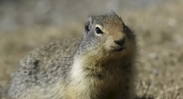 Symbolisme du chien de prairie