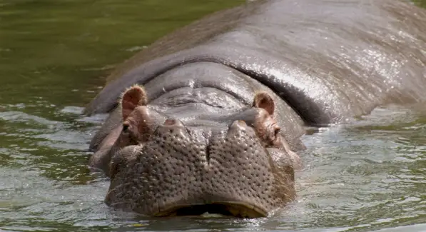 Symbolisme de l'hippopotame, signification de l'hippopotame, totem d'hippopotame, rêve d'hippopotame