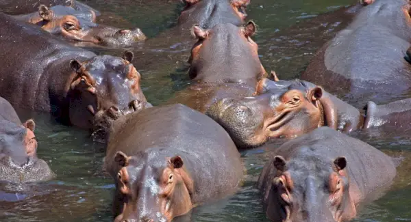 Symbolisme de l'hippopotame, signification de l'hippopotame, totem d'hippopotame, rêve d'hippopotame
