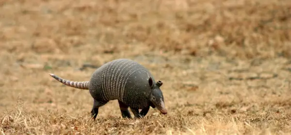Uma mensagem do tatu