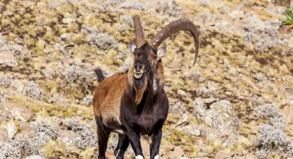 Symbolika kozorožce