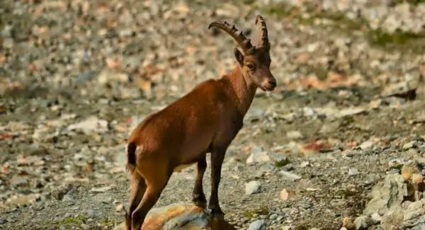 Symbolismus kozorožce, sny a poselství