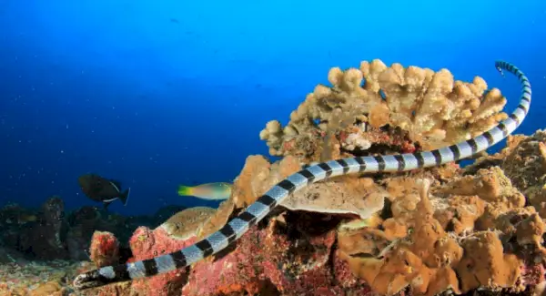 ウミヘビのトーテム