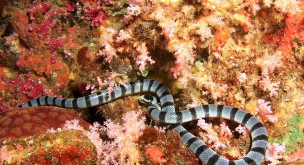 ウミヘビの象徴性