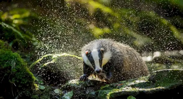 Texugo Americano, Animal Terrestre, Spirit-Animals.com, Simbolismo do Texugo, Significado do Texugo, Totem do Texugo, Sonho do Texugo