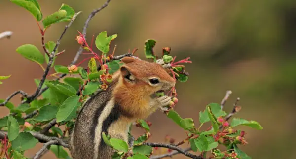 Chipmunk symbolika, sny a zprávy