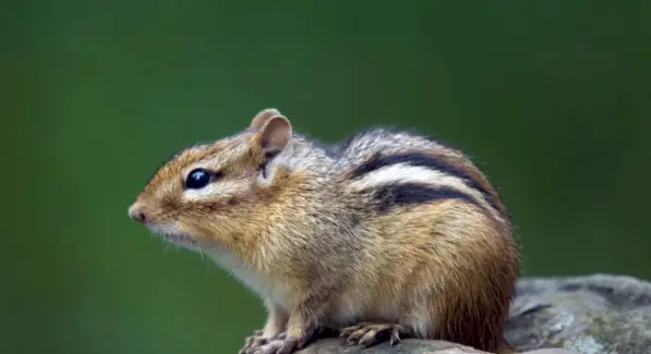 Význam totemu Chipmunk