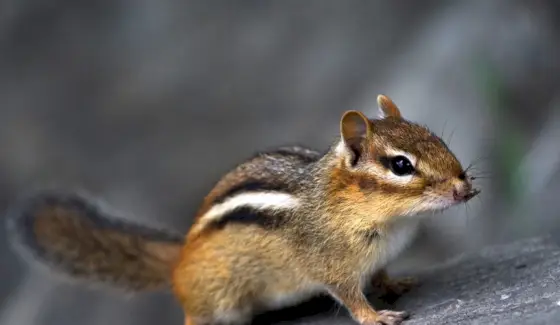 Chipmunk symbolika, sny a zprávy