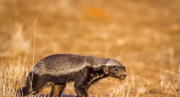 Totem de texugo de mel