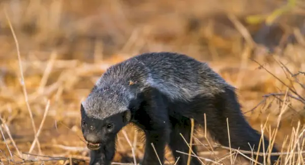 Sonhos com texugo de mel