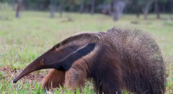 Totem fourmilier géant