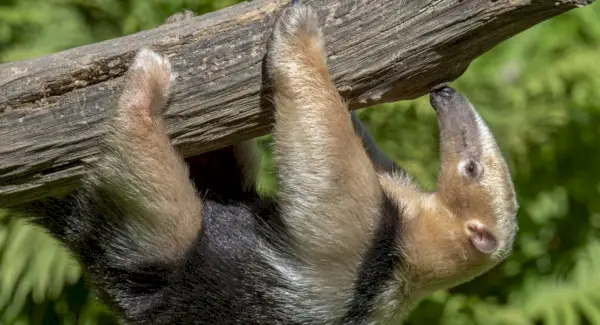 Symbolisme, rêves et messages du fourmilier du sud