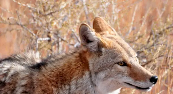 Symbolika kojota, význam kojota