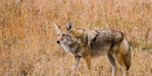 Totem kojota, sen kojota a zprávy