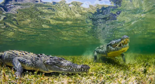 Krokodiltraum