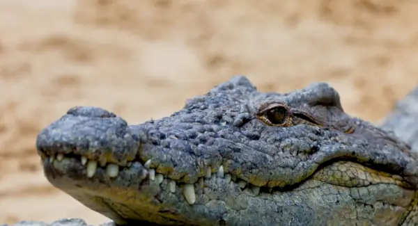 Krokodilsymbolik, Träume und Botschaften