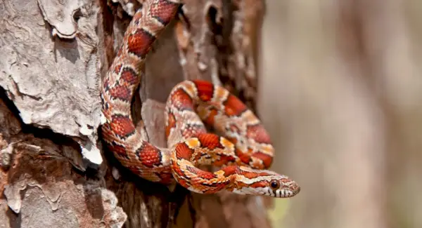 Simbolismo de la serpiente, significado de la serpiente, tótem de la serpiente, sueño de la serpiente y mensajes