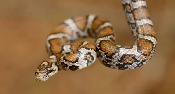 Simbolismo de la serpiente, significado de la serpiente, tótem de la serpiente, sueño de la serpiente y mensajes