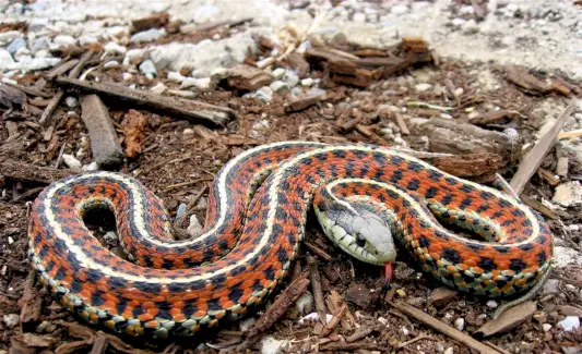Simbolismo de la serpiente, significado de la serpiente, tótem de la serpiente, sueño de la serpiente y mensajes
