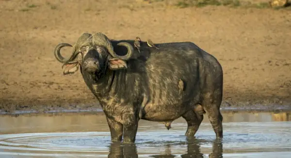 Totem del bufalo d'acqua, sogni e messaggi