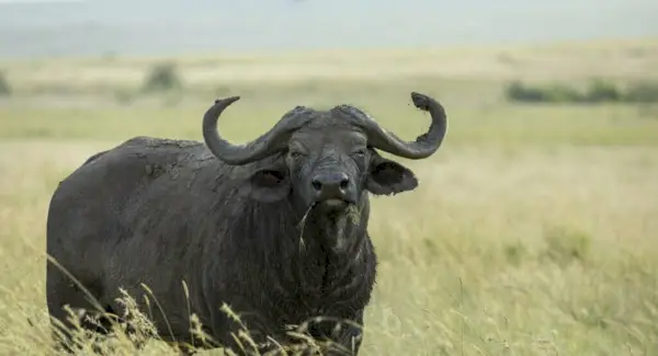 Simbolismo, sogni e messaggi del bufalo acquatico