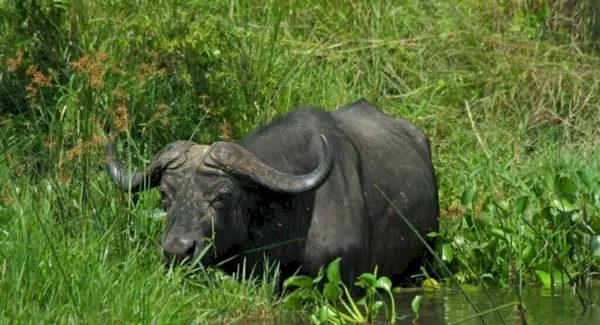 Simbolismo del bufalo d'acqua