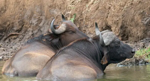 Simbolismo del bufalo d'acqua
