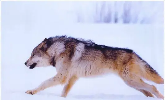 Totem do Lobo, Sonho do Lobo e Mensagens