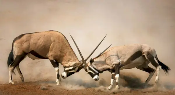 Simbolismo, sonhos e mensagens do Oryx