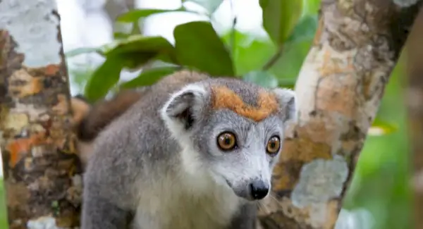 Crown Lemur Totem, drømme og budskaber