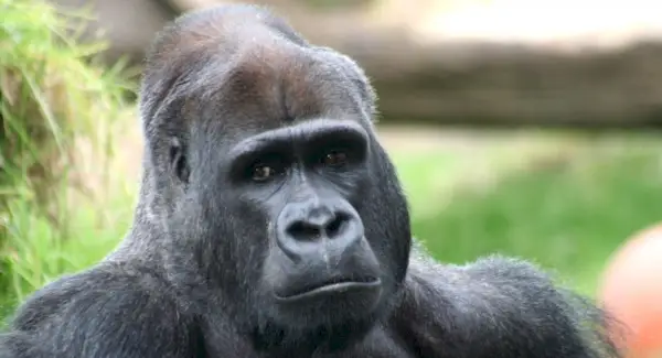 Significado do gorila