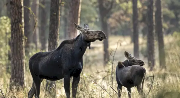 Losí symbolika, Losí význam, Losí totem, Losí sen a zprávy