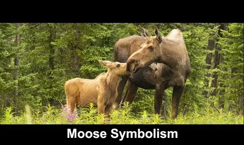 Přehrávač YouTube