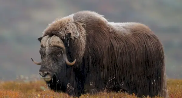 Totem wołu piżmowego, sny i wiadomości