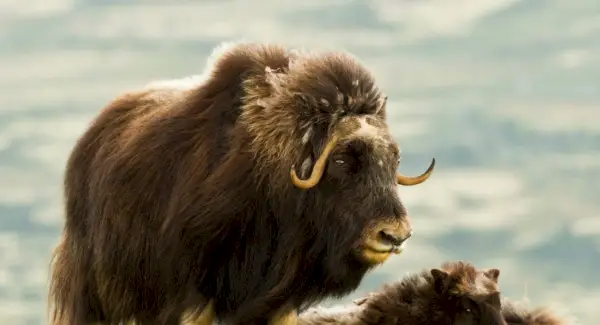 Symbolika, sny i przesłania wołu piżmowego