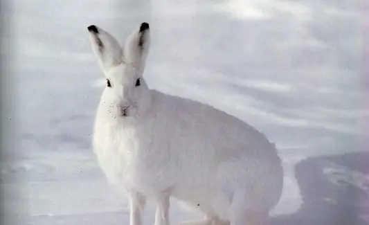 Totem de Coelho, Sonho de Coelho e Mensagens