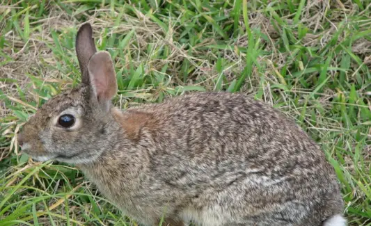 Significado do coelho