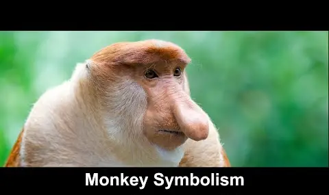 reproductor de youtube