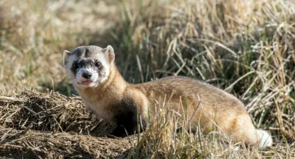Totem fretky, sny a správy