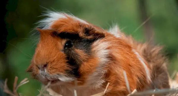 Totem, rêves et messages du cochon d'Inde