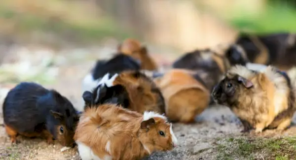 Symbolisme, rêves et messages du cochon d'Inde