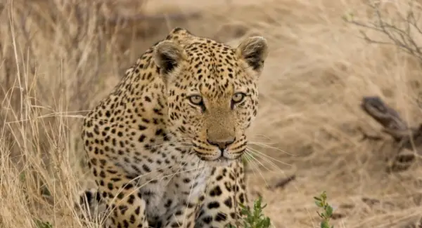 Simbolismo do Leopardo