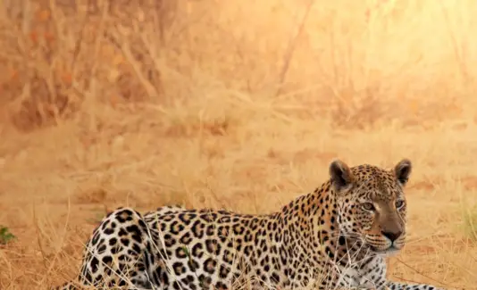 Significado do leopardo