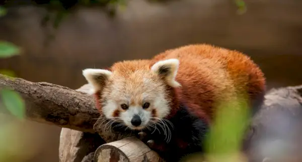 Symbolisme du panda roux