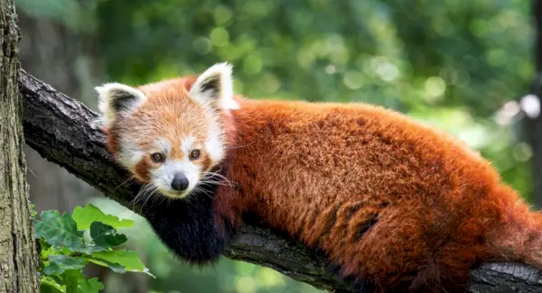 Totem Panda Roux, Rêves et Messages