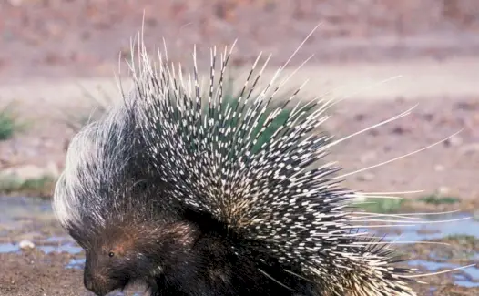 Totem du porc-épic, rêve du porc-épic et messages