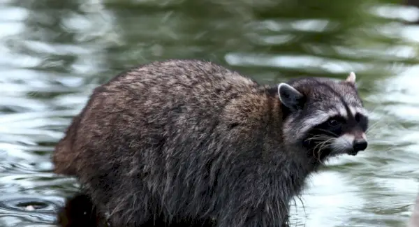 アライグマの象徴、アライグマの意味、アライグマのトーテム、アライグマの夢、そしてメッセージ