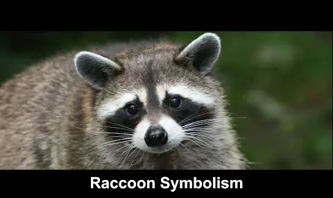 アライグマの象徴性